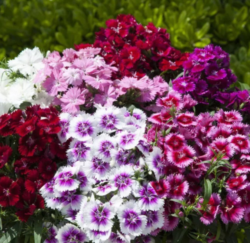 Dianthus chinensis diana - dianthus,